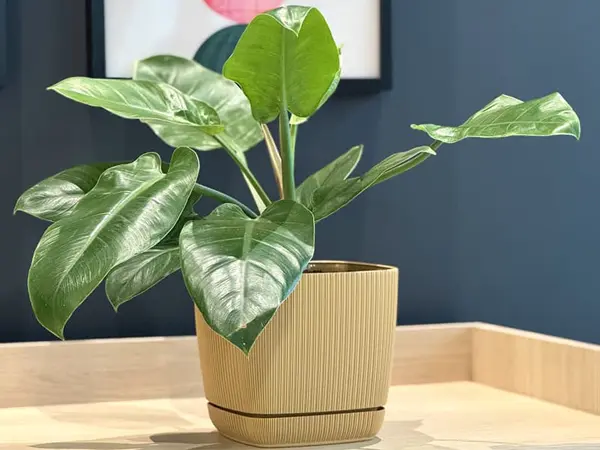 četvrtasta saksija viola sa cvećem u poslovnom prostoru