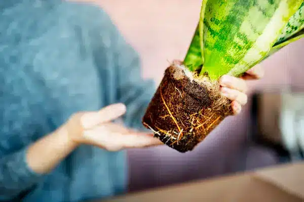 cveće sa korenom u rukama